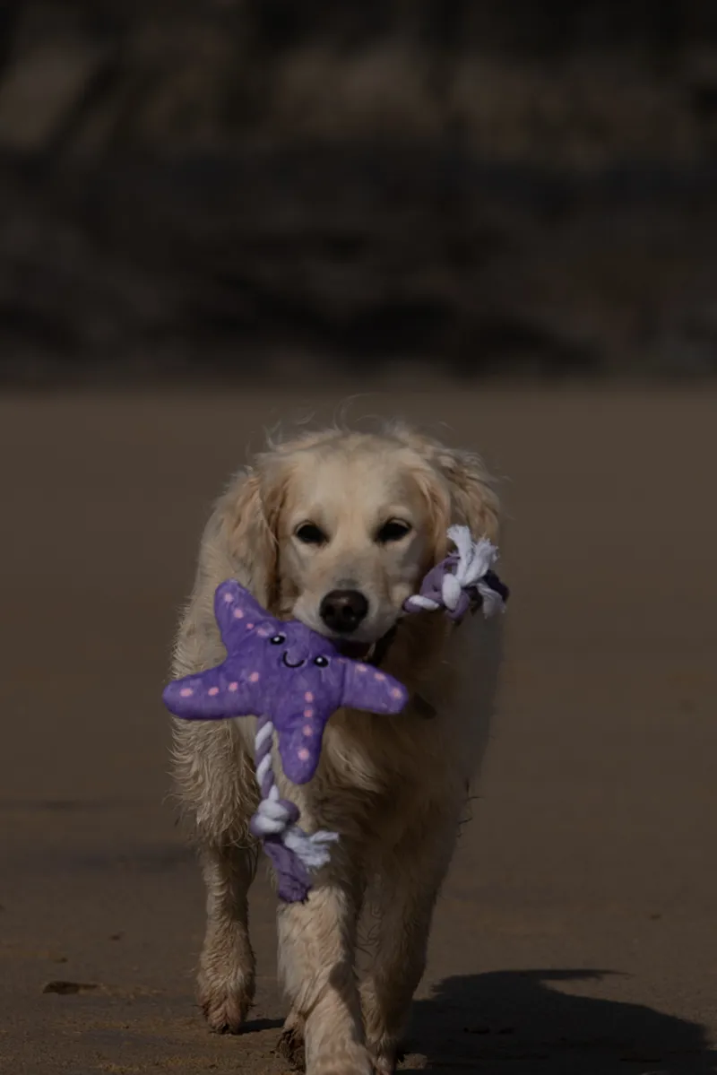 Petface Samantha the Starfish Dog Toy-1